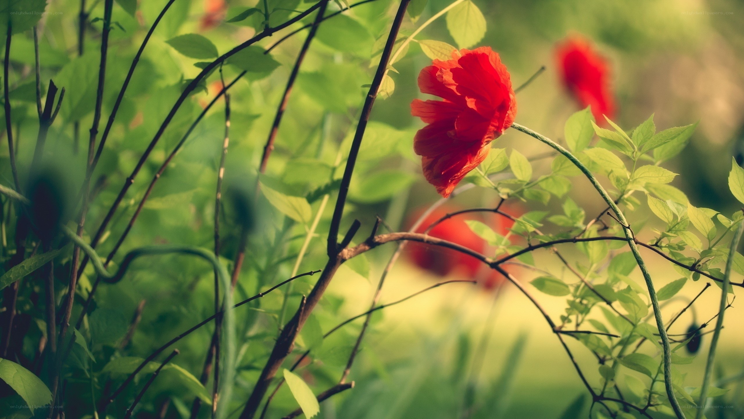 Red flower in green foliage