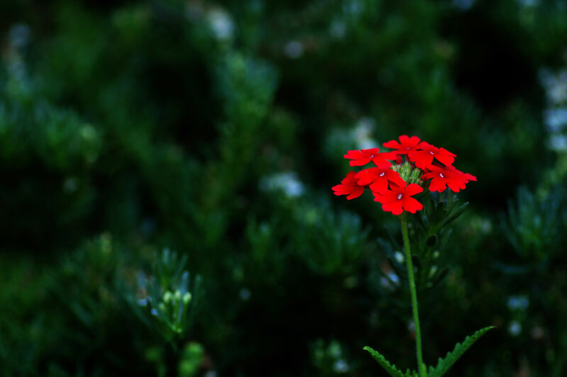 Red flower in green foliage