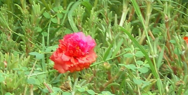 red flower in green foliage