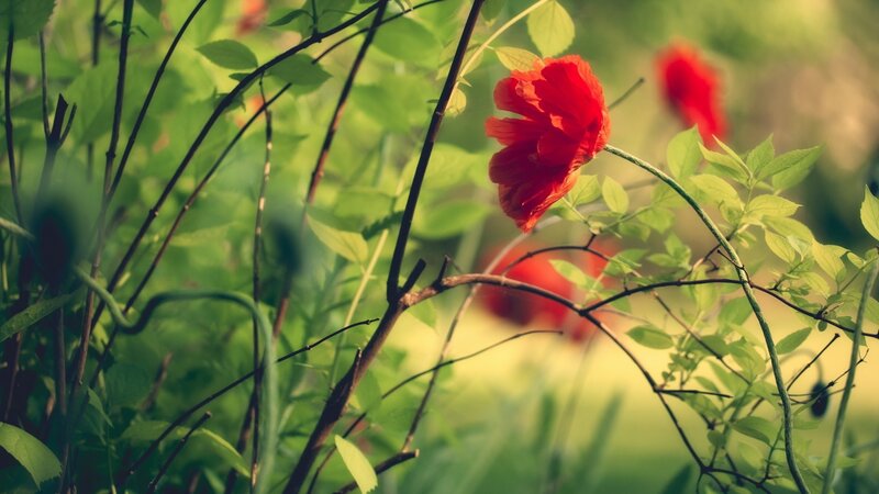 Red Flower in Green Foliage — Serene, Afternoon