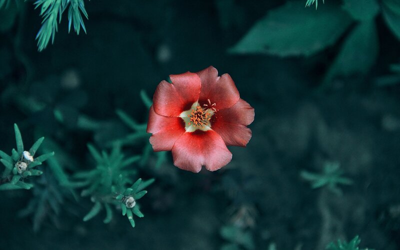 Red Flower in Green Foliage — Serene