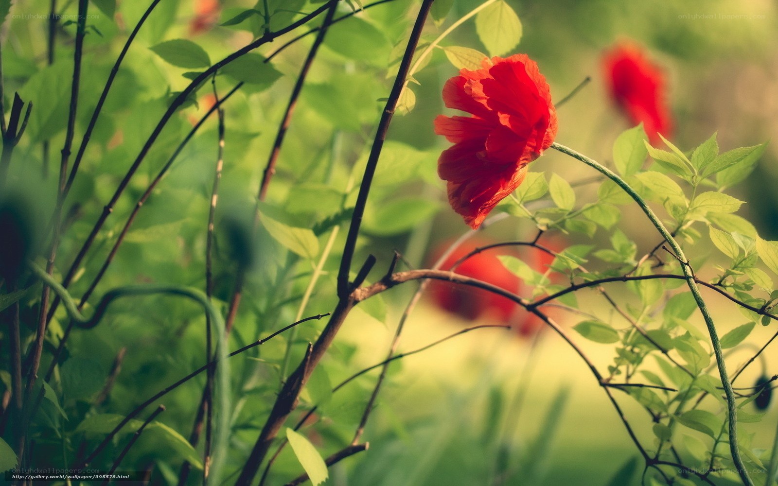 Red flower in green foliage
