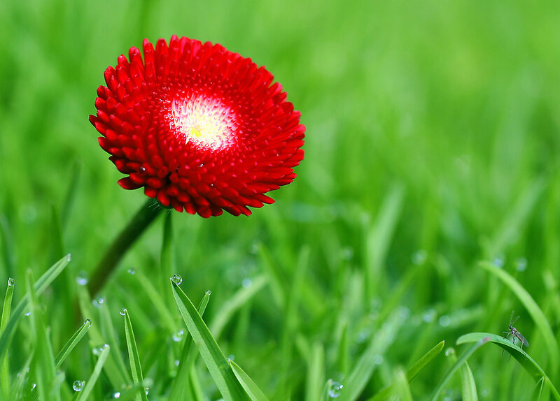 Red flower in green grass
