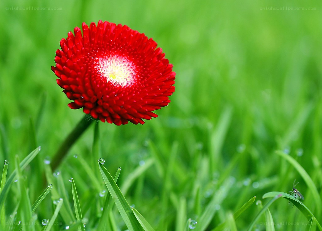 Red flower in green grass