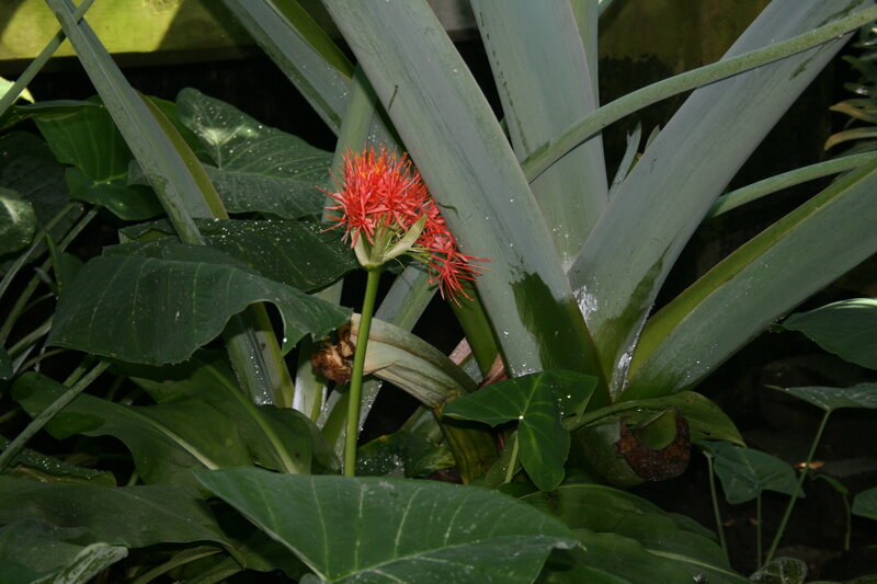 Red Flower in Green Leaves — Natural