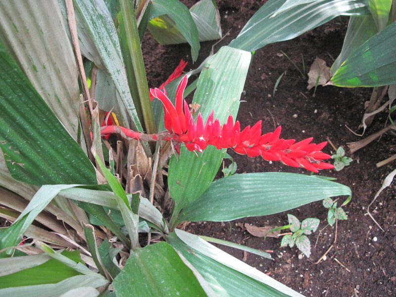 Red Flower in Green Leaves