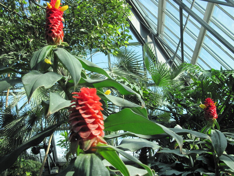 Red Flower in Greenhouse