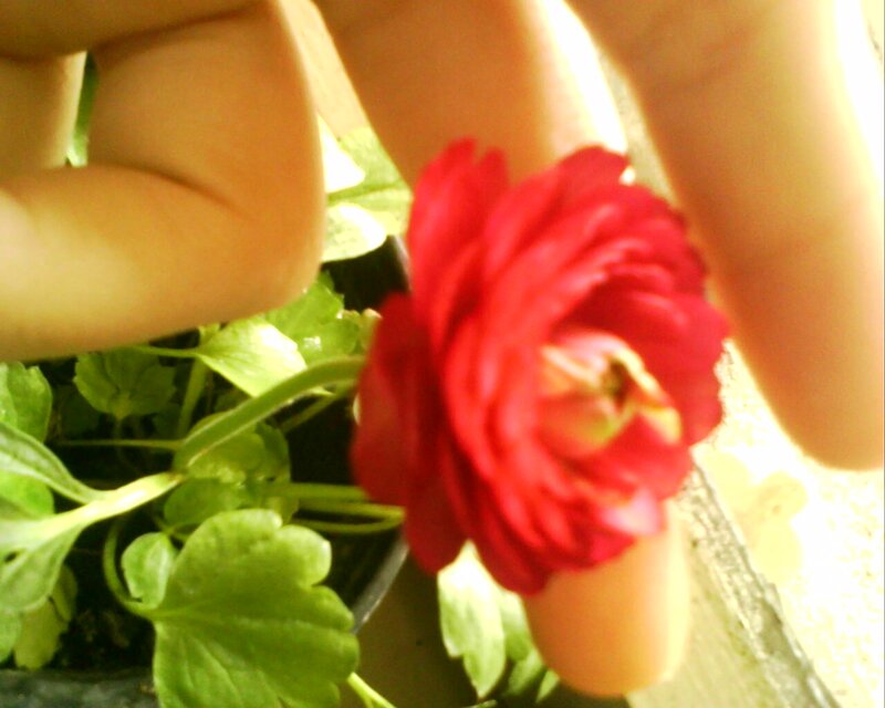 Red Flower in Hand