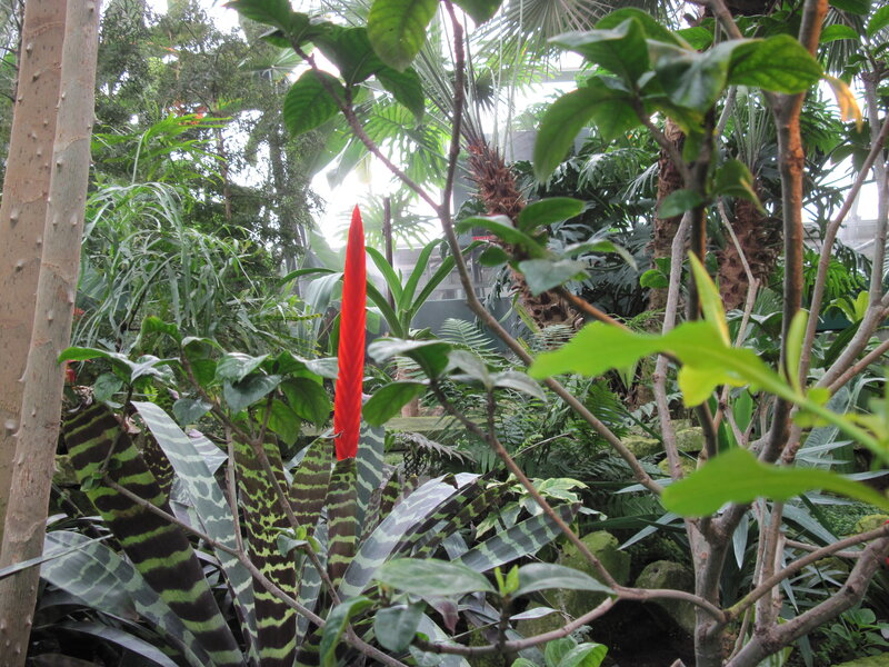 Red Flower in Jungle — Green