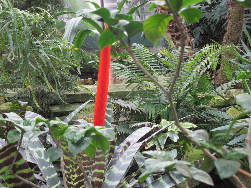 Red Flower in Jungle