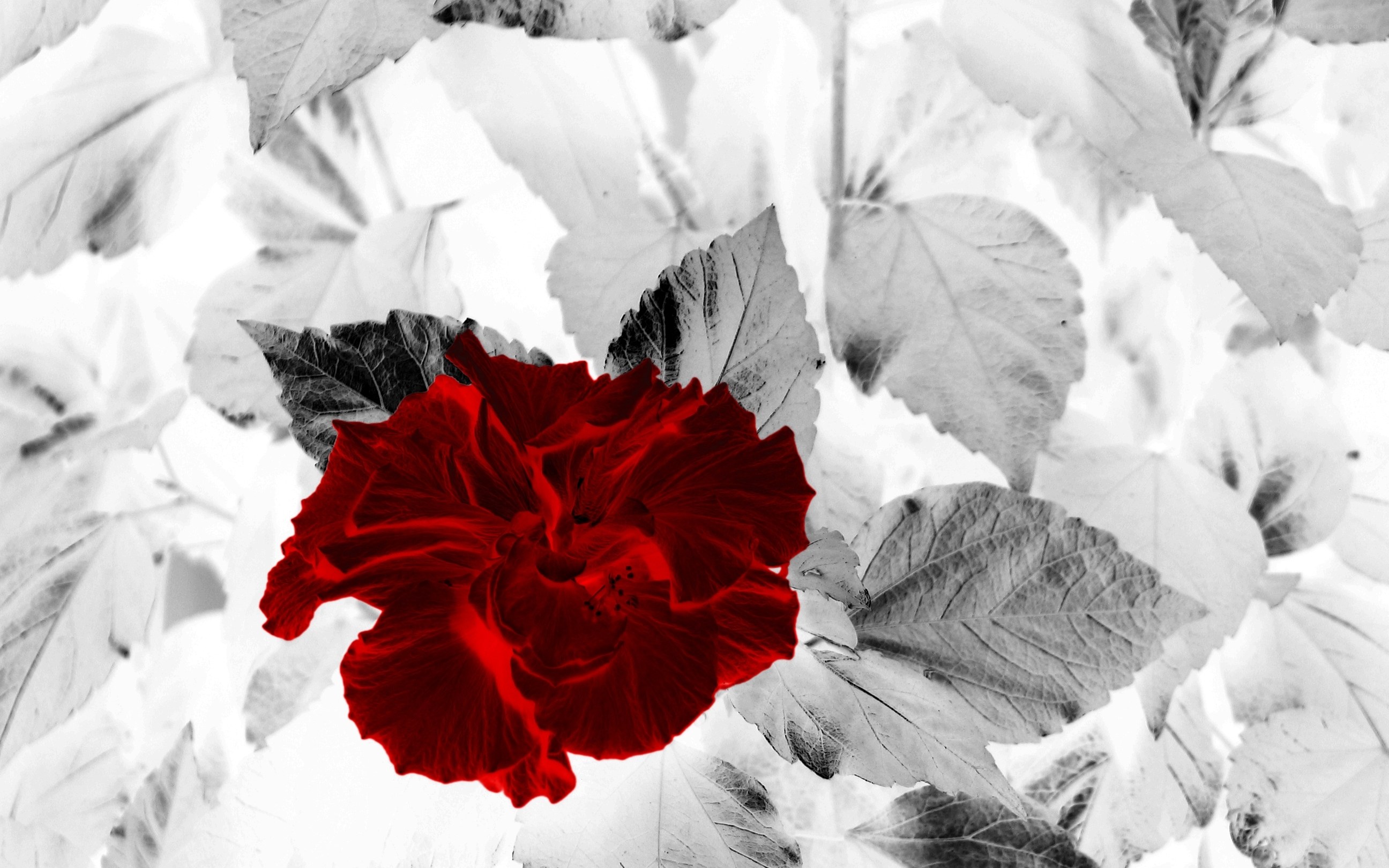Red flower in monochrome leaves