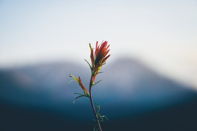 Red Flower in Mountain