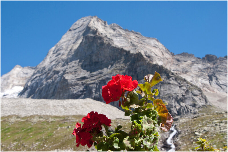 Red Flower in Mountains