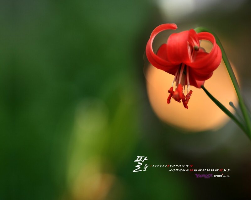 Red flower in nature