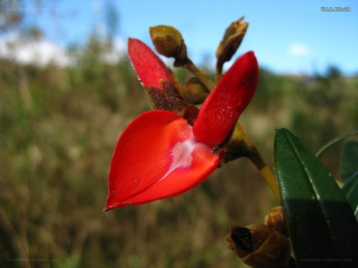 red flower in nature