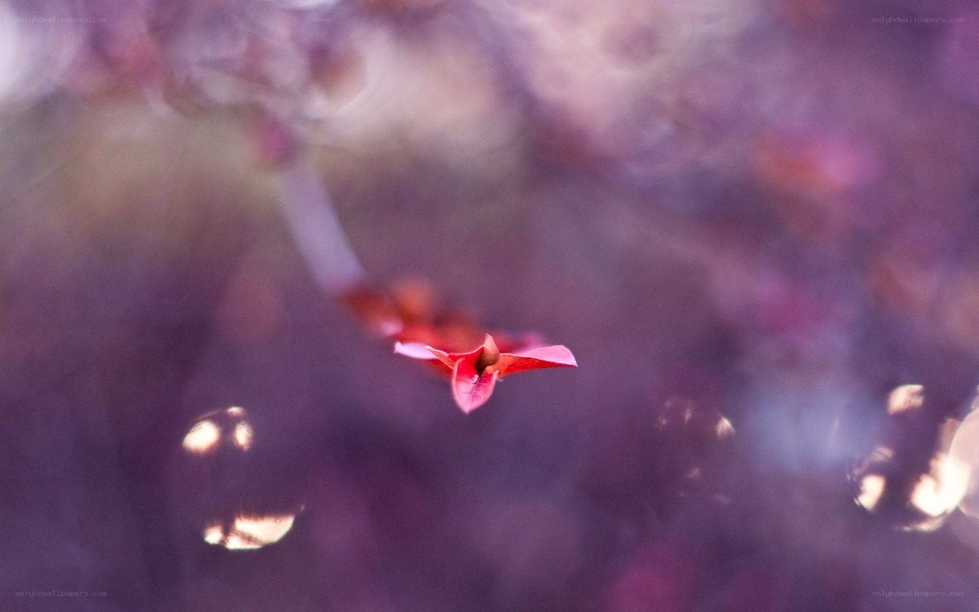 red flower in purple blur
