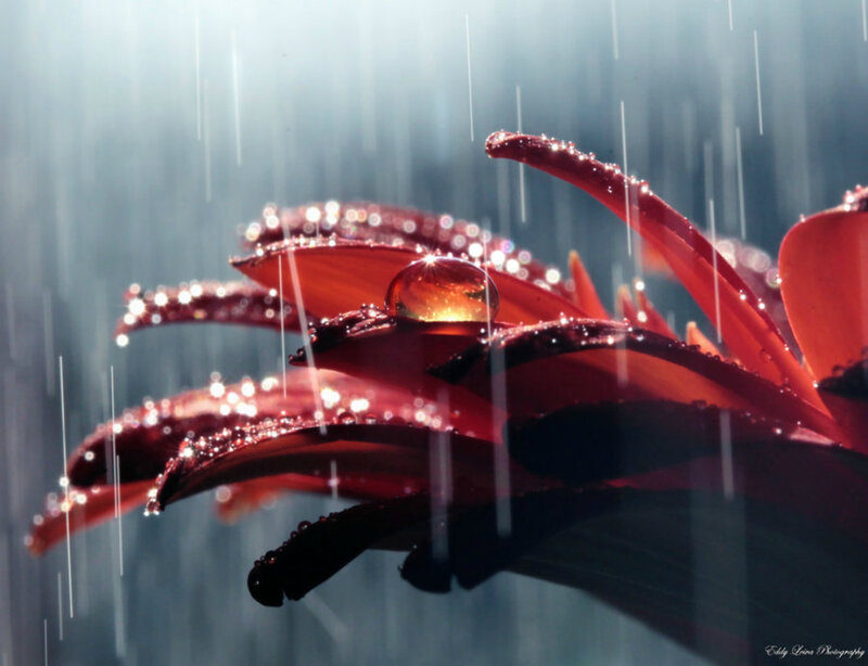 Red Flower in Rain — Dramatic