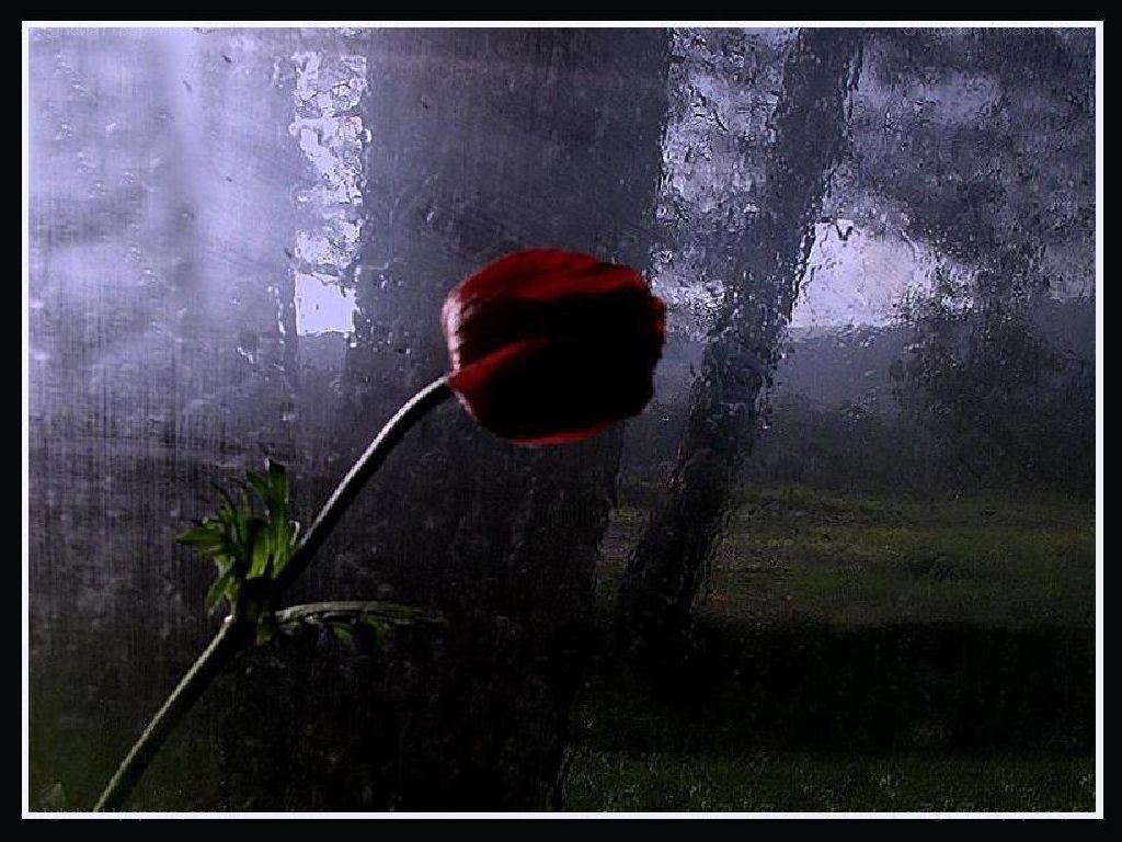 Red flower in rainy forest