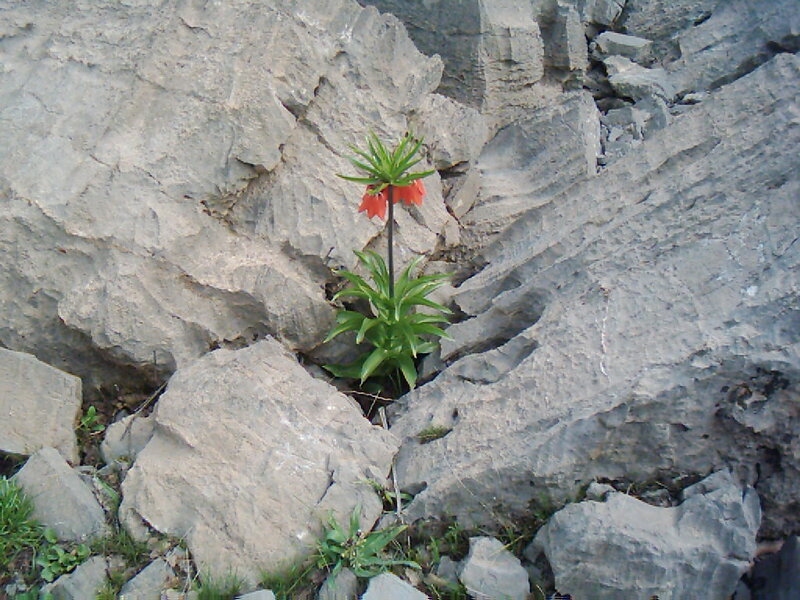Red Flower in Rock Crevice