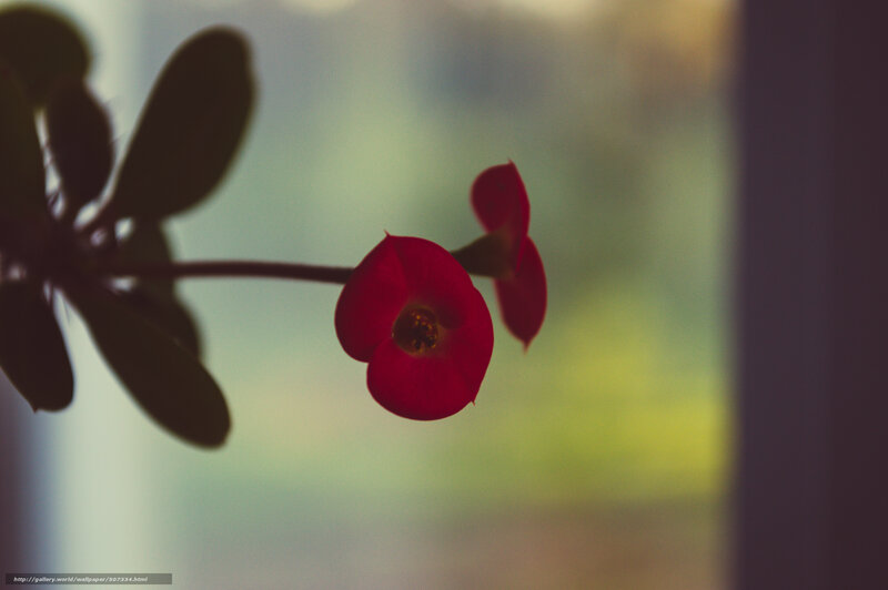 Red Flower in Silhouette