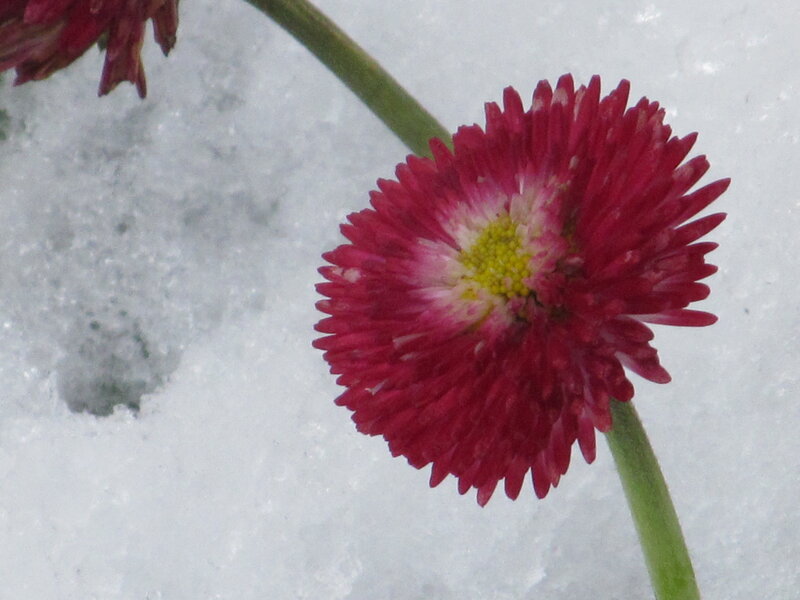 Red Flower in Snow — Calm