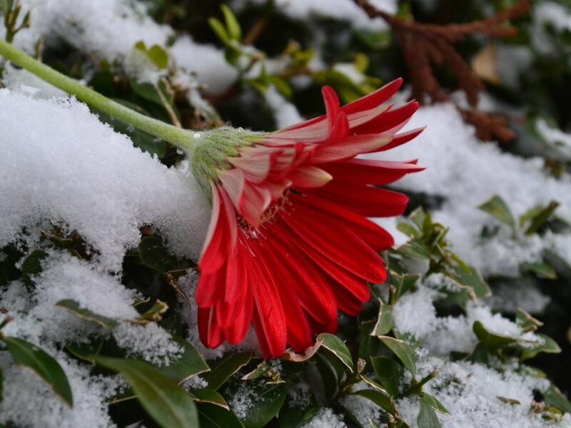 Red Flower in Snow — Calm, Winter