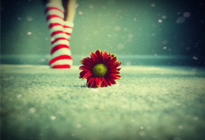 Red Flower in Snow — Serene