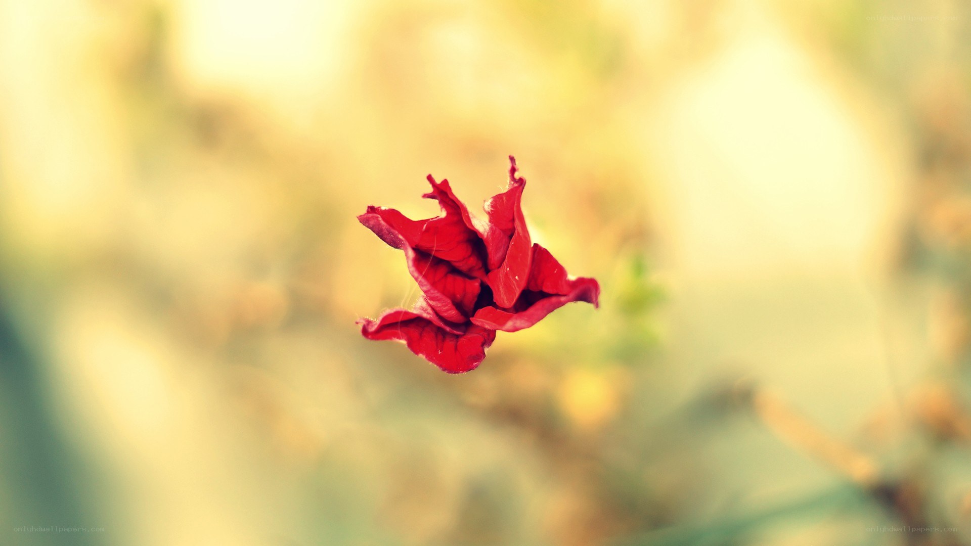 red flower in soft focus