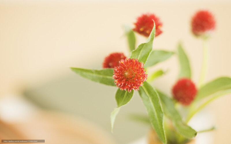 Red flower in soft focus