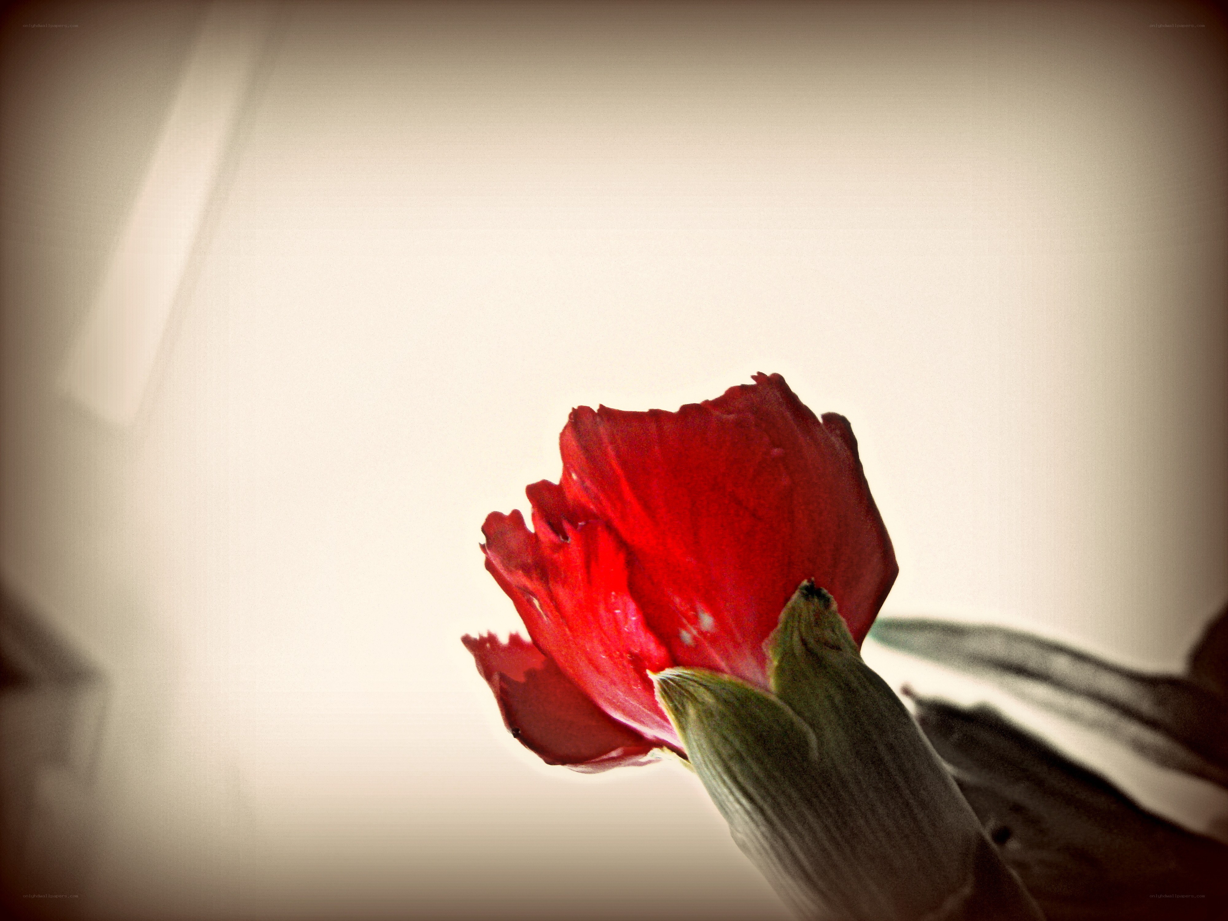 red flower in soft light