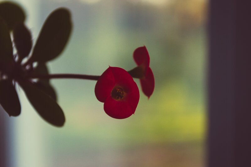 Red flower in soft light