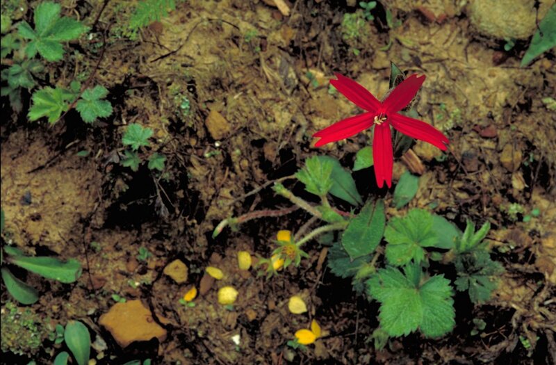 Red Flower in Soil