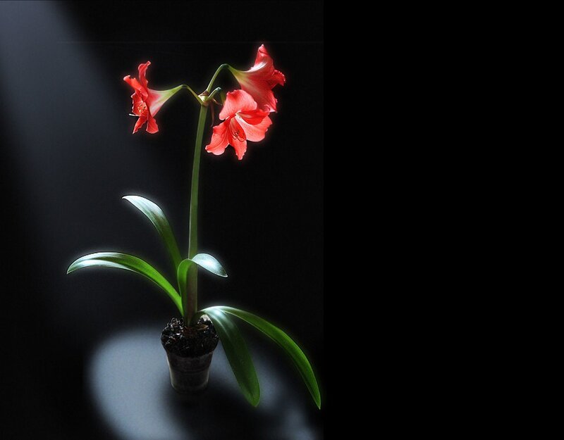 Red flower in spotlight