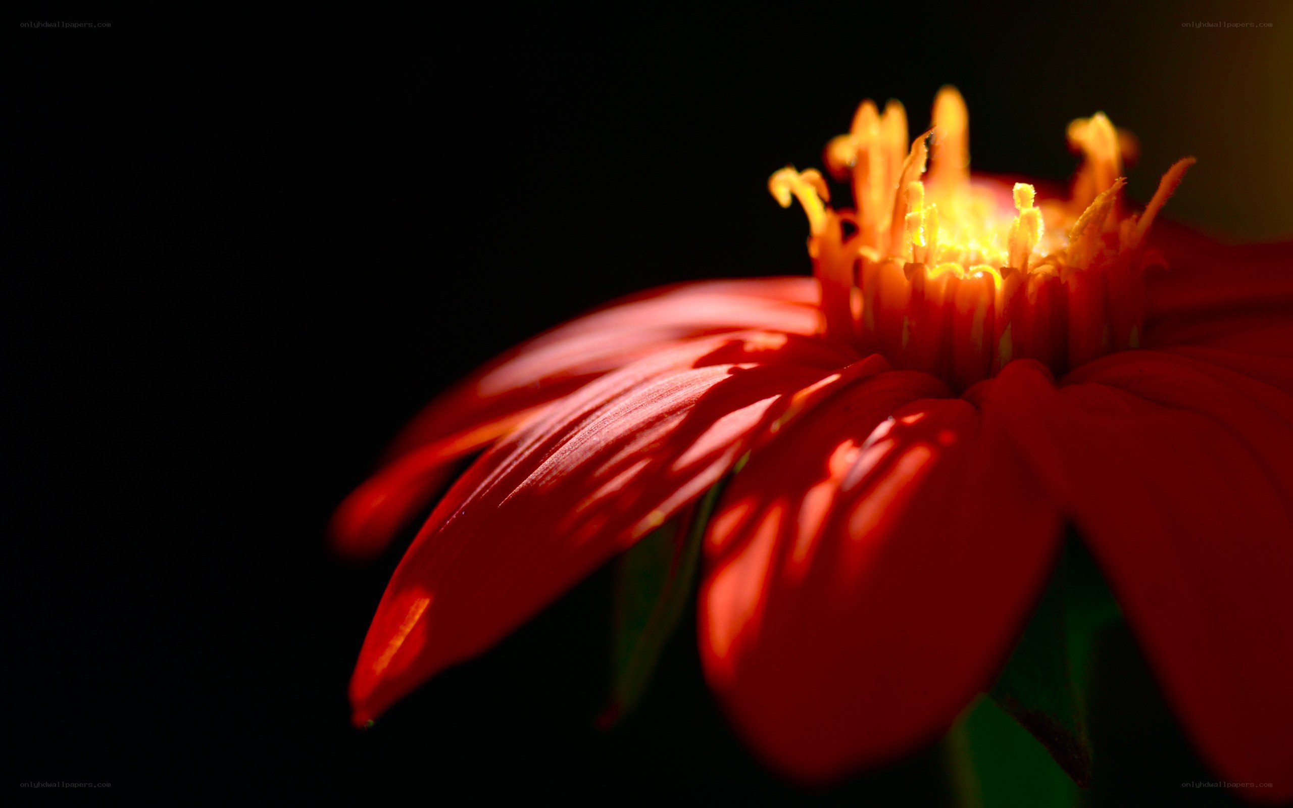 red flower in sunlight