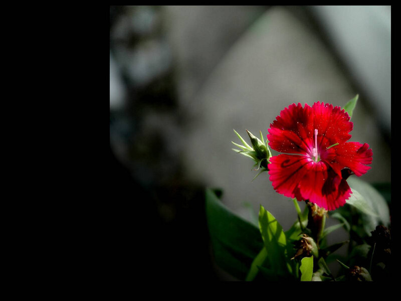 Red flower in sunlight