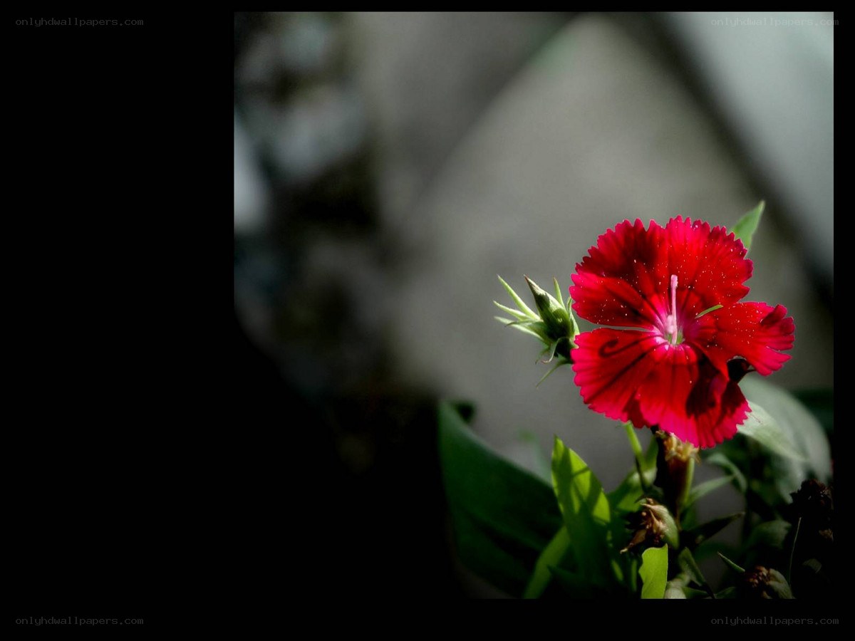 Red flower in sunlight