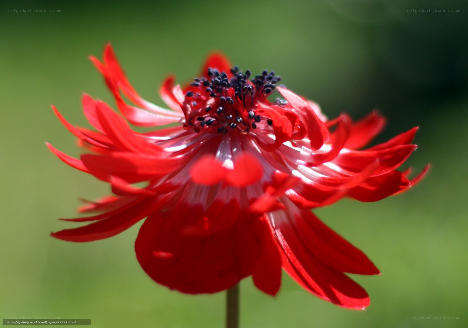 Red flower in sunlight