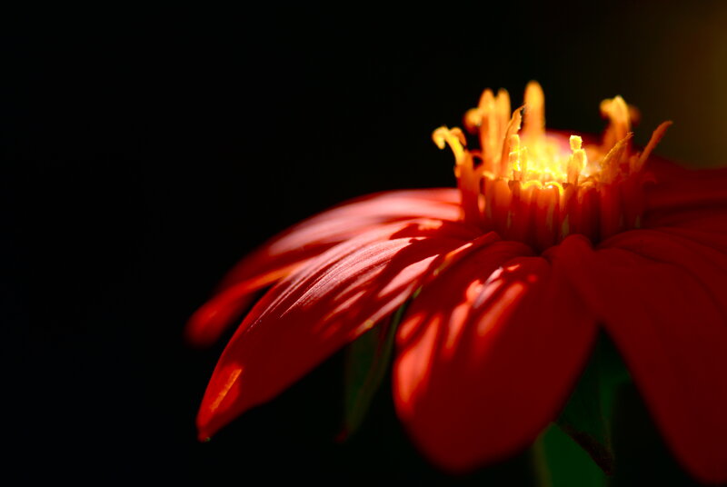 Red flower in sunlight