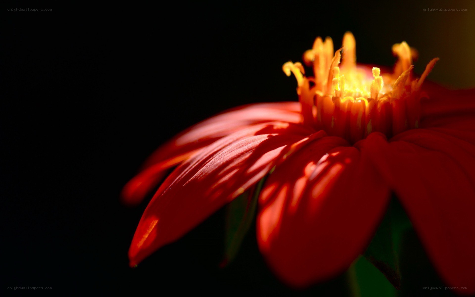 Red flower in sunlight