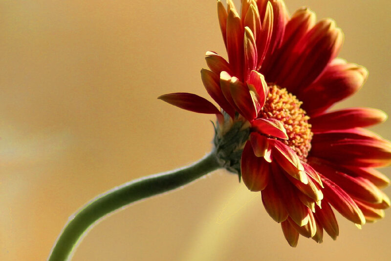 Red flower in sunlight