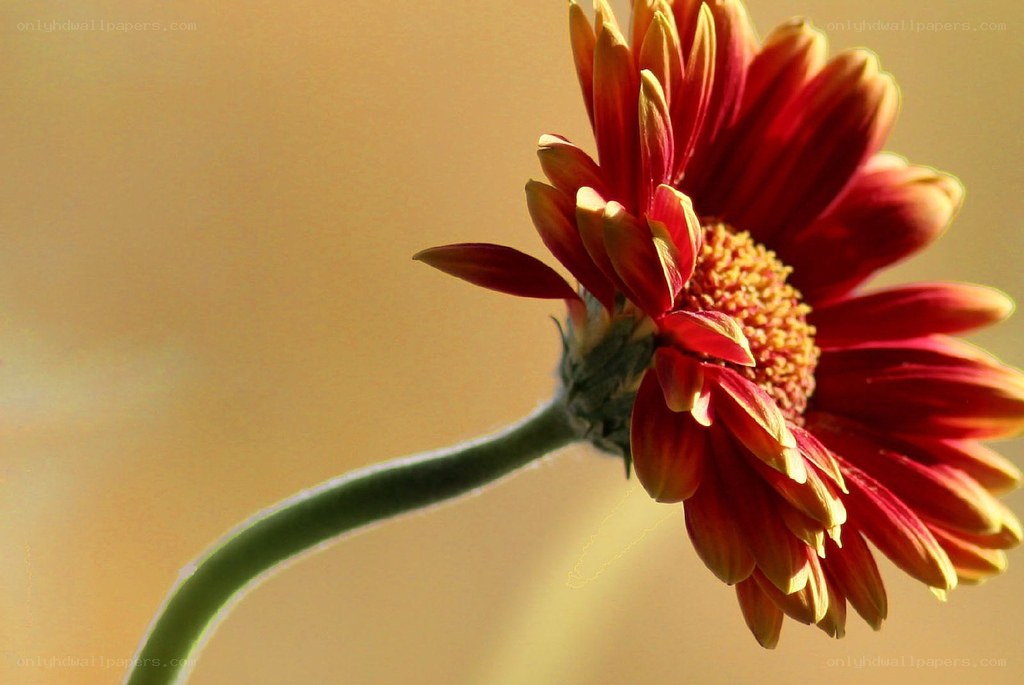 Red flower in sunlight