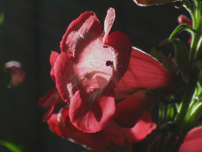 Red Flower in Sunlight — Dramatic, Afternoon, Photograph