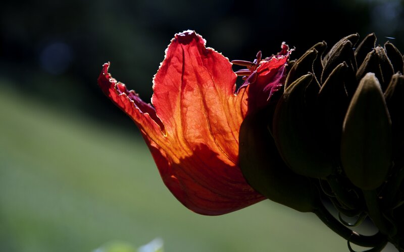 Red Flower in Sunlight — Dramatic, Afternoon