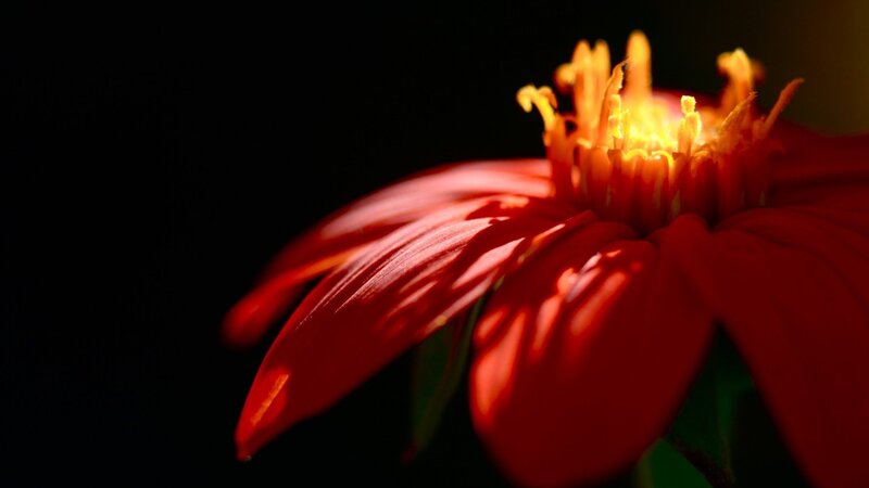 Red Flower in Sunlight — Dramatic, Photograph, Petals, Stamen