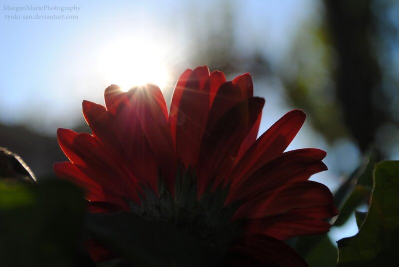 Red Flower in Sunlight — Dramatic, Sunset