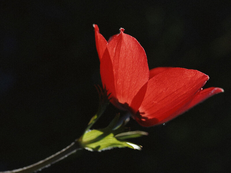 Red Flower in Sunlight — Dramatic