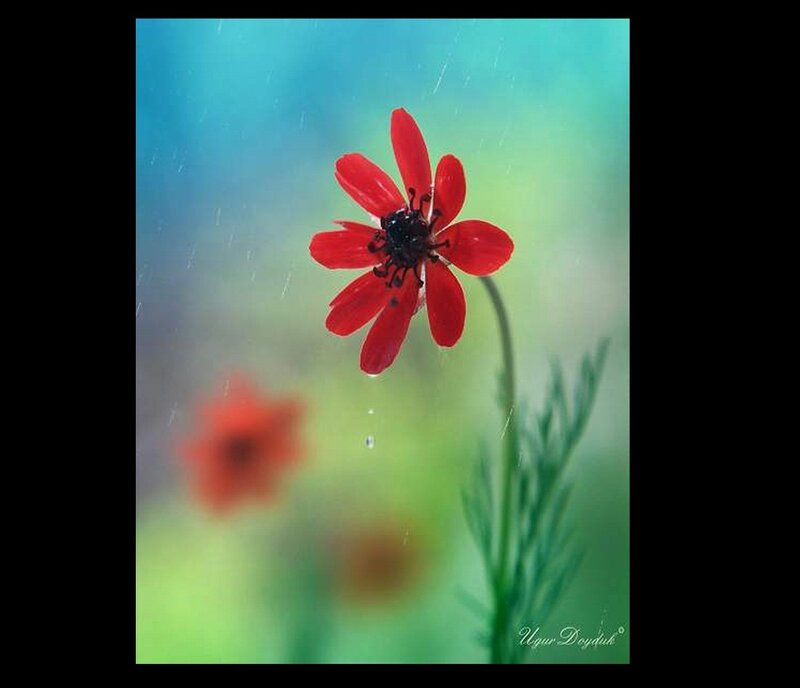 Red flower in the rain