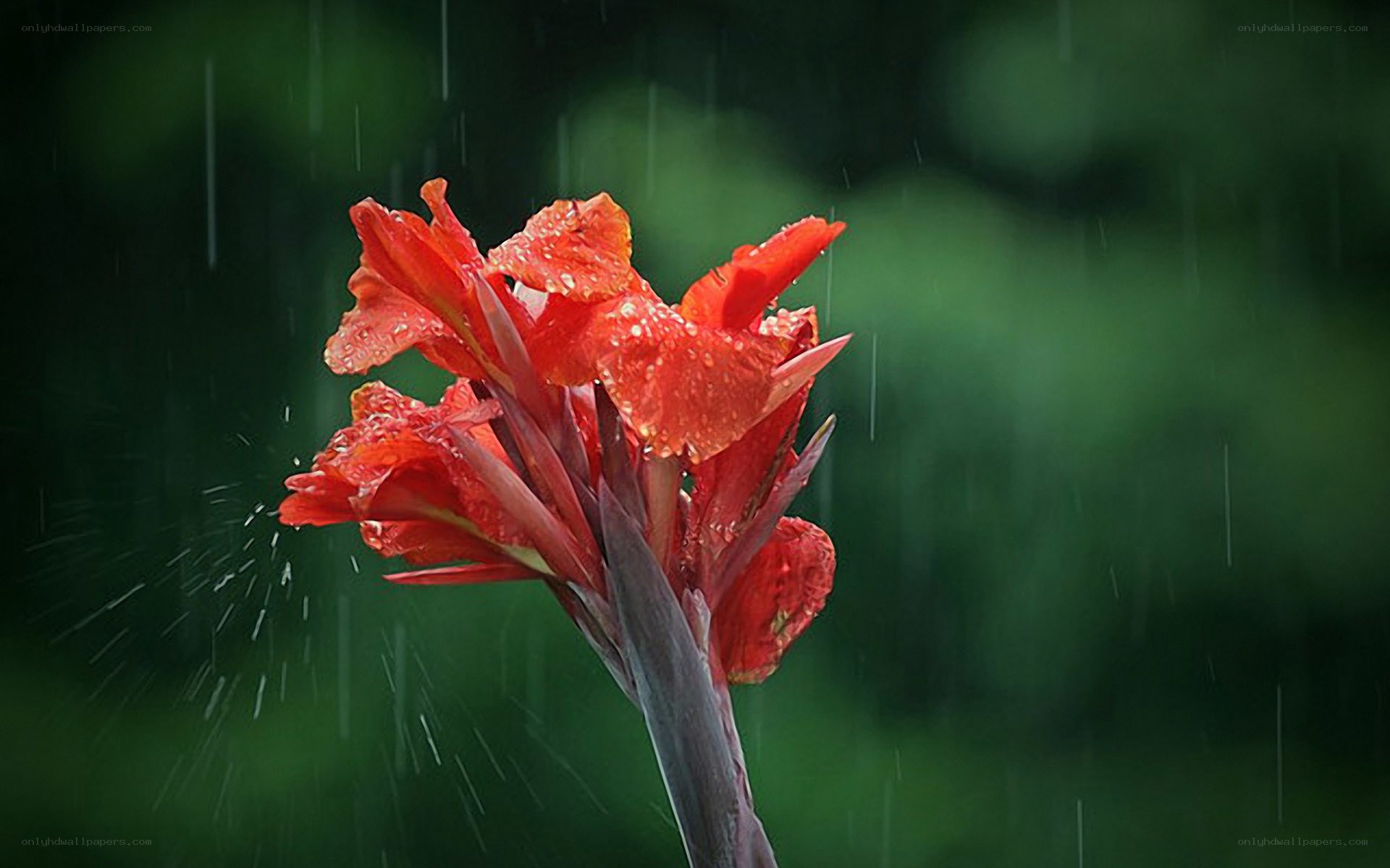 Red flower in the rain