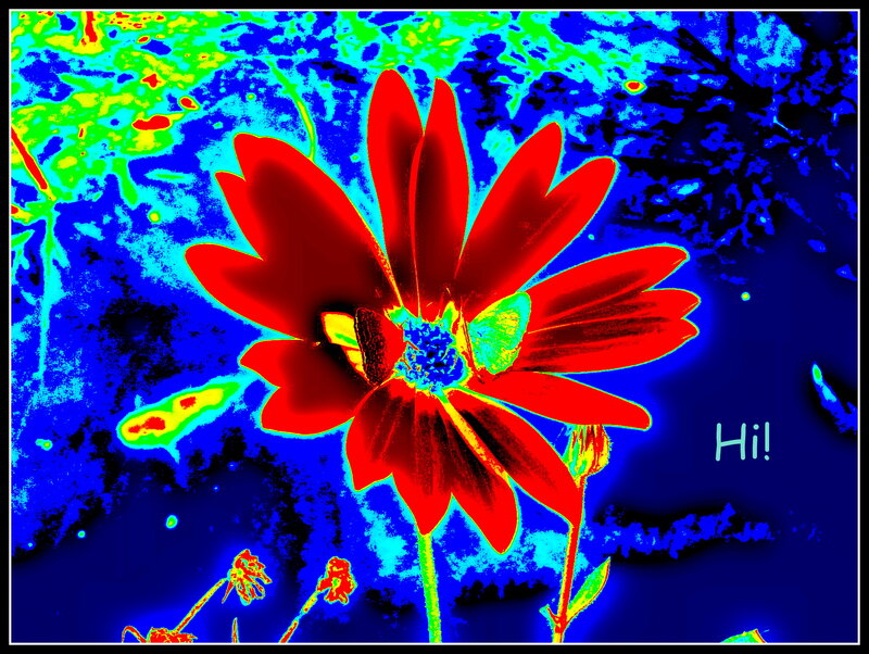 Red Flower in Thermal