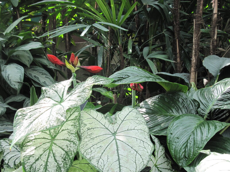 Red Flower in Tropical Plants
